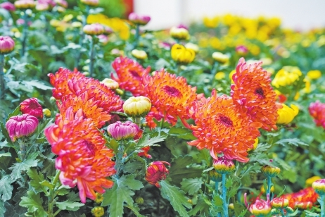 西湖金秋菊展28日开幕